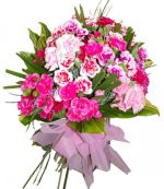 بذر گل میخک وارداتی