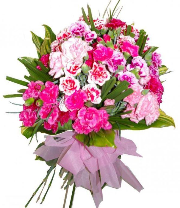 بذر گل میخک وارداتی