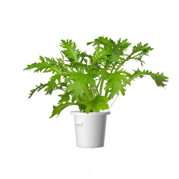 بذر خردل واریته LEAF MUSTARD