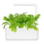 بذر خردل واریته LEAF MUSTARD