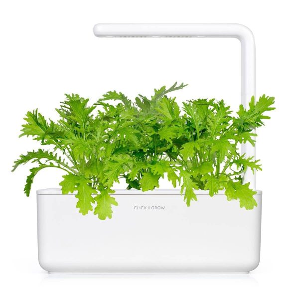 بذر خردل واریته LEAF MUSTARD