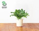 بذر خردل واریته LEAF MUSTARD