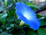 بذر نیلوفر پیچ آبی | پیچ نیلوفرآبی | Morning Glory, Heavenly Blue