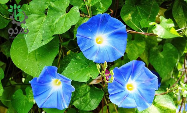 بذر نیلوفر پیچ آبی | پیچ نیلوفرآبی | Morning Glory, Heavenly Blue