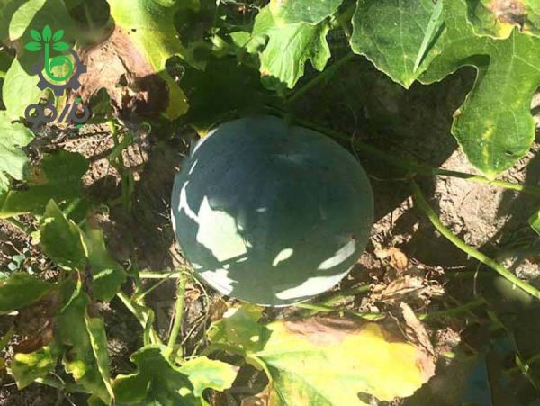 بذر کدو واکسی گرد بیگ بوم  | BIG BOOM WAX GOURD