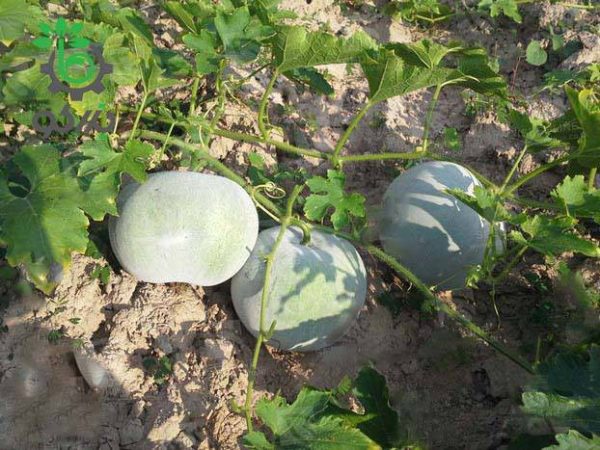 بذر کدو واکسی گرد بیگ بوم  | BIG BOOM WAX GOURD