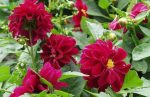 بذر کوکب هیبرید فیگارو رنگ بنفش | Figaro Violet Shades Dahlia