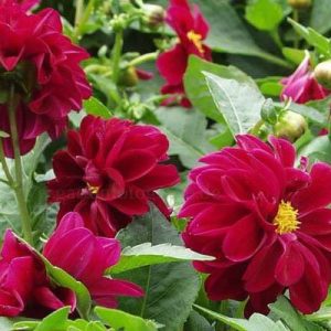 بذر کوکب هیبرید فیگارو رنگ بنفش | Figaro Violet Shades Dahlia