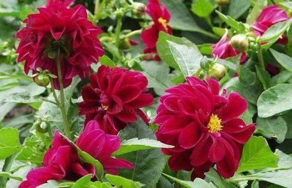 بذر کوکب هیبرید فیگارو رنگ بنفش | Figaro Violet Shades Dahlia