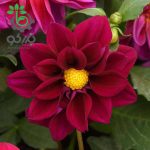 بذر کوکب هیبرید فیگارو رنگ بنفش | Figaro Violet Shades Dahlia