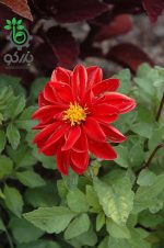 بذر گل کوکب پاکوتاه فیگارو قرمز | Figaro Red Shades Dahlia