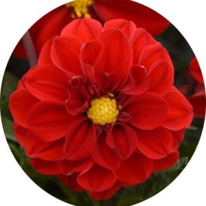 بذر گل کوکب پاکوتاه فیگارو قرمز | Figaro Red Shades Dahlia
