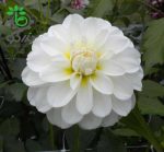 خرید بذر کوکب واریته فیگارو سفید | Figaro white Dahlia