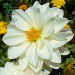 خرید بذر کوکب واریته فیگارو سفید | Figaro white Dahlia
