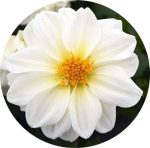 خرید بذر کوکب واریته فیگارو سفید | Figaro white Dahlia