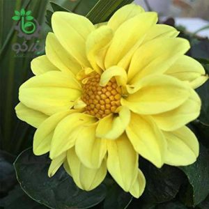 بذر گل کوکب رنگ زرد واریته فیگارو | Dahlia Figaro Yellow Shade