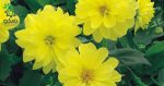 بذر گل کوکب رنگ زرد واریته فیگارو | Dahlia Figaro Yellow Shade