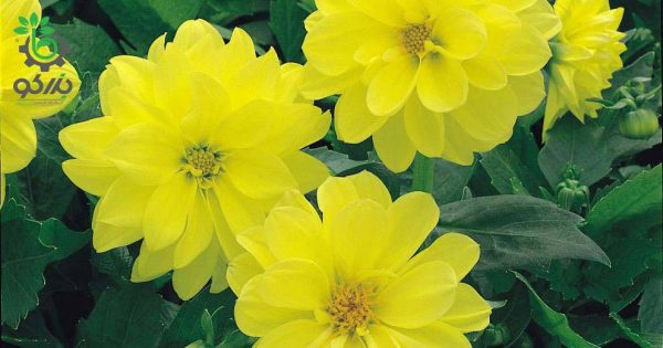 بذر گل کوکب رنگ زرد واریته فیگارو | Dahlia Figaro Yellow Shade