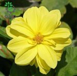 بذر گل کوکب رنگ زرد واریته فیگارو | Dahlia Figaro Yellow Shade