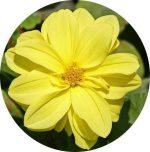 بذر گل کوکب رنگ زرد واریته فیگارو | Dahlia Figaro Yellow Shade