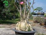 بذر آدنیوم عربیکوم غول سیاه یا بلک جیانت | Adenium arabicum Black Giant