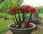 بذر آدنیوم عربیکوم غول سیاه یا بلک جیانت | Adenium arabicum Black Giant