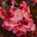 بذر بگونیا برگ برنزی رنگ رز واریته مگاوات | Begonia Megawatt Rose Bronze Leaf