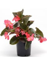 بذر بگونیا برگ برنزی رنگ رز واریته مگاوات | Begonia Megawatt Rose Bronze Leaf