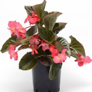 بذر بگونیا برگ برنزی رنگ رز واریته مگاوات | Begonia Megawatt Rose Bronze Leaf