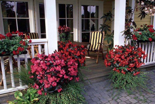 بذر بگونیا برگ برنزی رنگ رز واریته مگاوات | Begonia Megawatt Rose Bronze Leaf