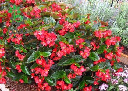 بذر بگونیا مگاوات برگ سبز گل قرمز | Begonia Megawatt Red Green Leaf lpd