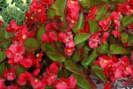 بذر بگونیا مگاوات برگ سبز گل قرمز | Begonia Megawatt Red Green Leaf lpd
