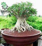 بذر آدنیوم سوکوترانوم خاو هین زون | Thai Socotranum KHZ  Khao Hin Zon