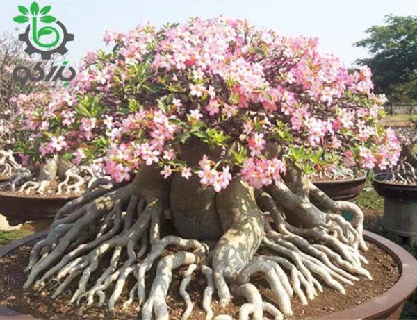بذر آدنیوم سوکوترانوم خاو هین زون | Thai Socotranum KHZ  Khao Hin Zon