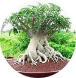 بذر آدنیوم سوکوترانوم خاو هین زون | Thai Socotranum KHZ  Khao Hin Zon