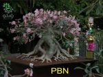 بذر آدنیوم تای سوکوترانوم پی بی ان | Thai Socotranum PBN phet ban na