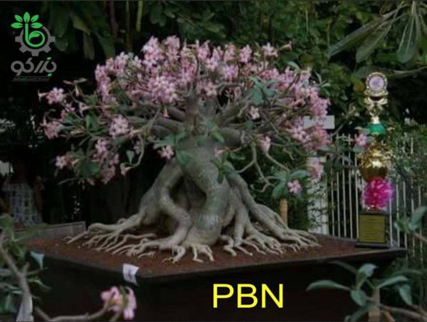بذر آدنیوم تای سوکوترانوم پی بی ان | Thai Socotranum PBN phet ban na