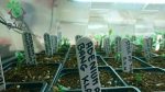 بذر آدنیوم تای سوکوترانوم واریته Adenium Thai Socotranum Bang Khla BK