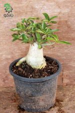 بذر آدنیوم تای سوکوترانوم واریته Adenium Thai Socotranum Bang Khla BK