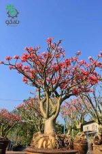 بذر آدنیوم تای سوکوترانوم واریته Adenium Thai Socotranum Bang Khla BK