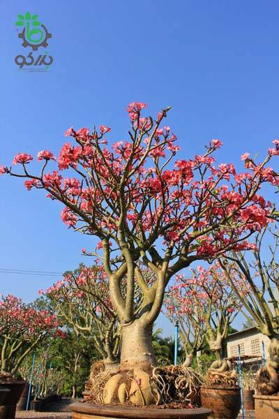 بذر آدنیوم تای سوکوترانوم واریته Adenium Thai Socotranum Bang Khla BK
