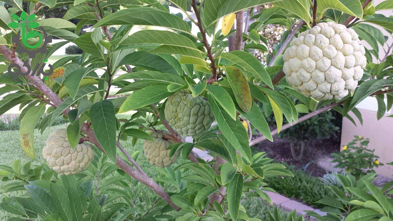 بذر شوگر اپل یا سیب کاستارد | Sugar Apple | Custard Apple