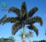 بذر نخل کمیاب دم روباهی | Foxtail Palm | Wodyetia bifurcata