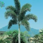 بذر نخل کمیاب دم روباهی | Foxtail Palm | Wodyetia bifurcata