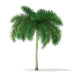 بذر نخل کمیاب دم روباهی | Foxtail Palm | Wodyetia bifurcata