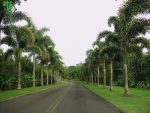 بذر نخل کمیاب دم روباهی | Foxtail Palm | Wodyetia bifurcata