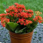 بذر کالانکوئه قاشقی | Kalanchoe blossfeldiana Seed