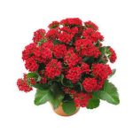 بذر کالانکوئه قاشقی | Kalanchoe blossfeldiana Seed