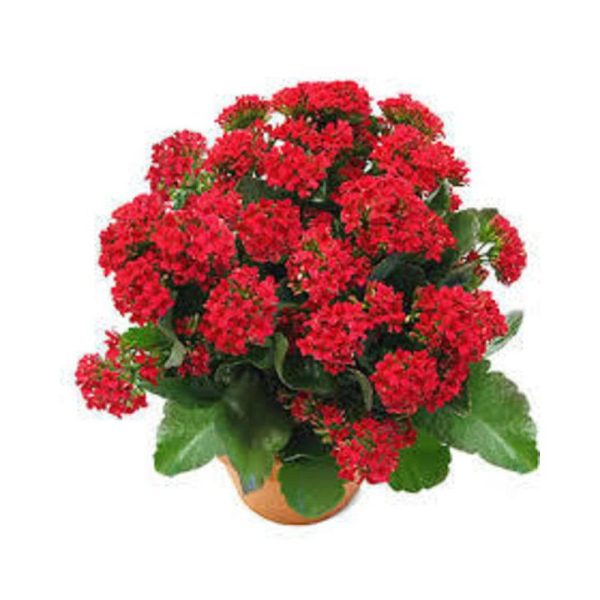 بذر کالانکوئه قاشقی | Kalanchoe blossfeldiana Seed