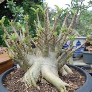 بذر آدنیوم عربیکوم واریته Adenium Arabicum Phet Na Wang PNW